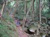 The path leads upwards through a magnificent indigeonous forest