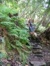 Ferns growing in abundance next to the path